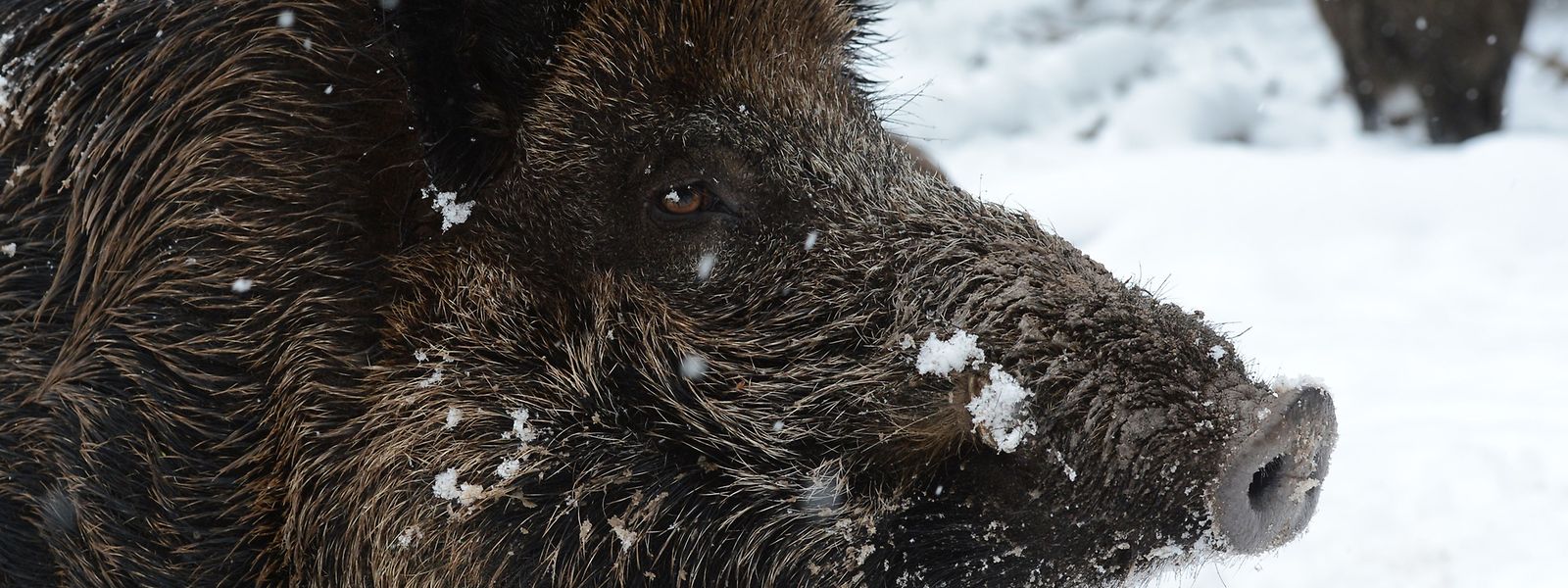 In der belgischen Grenzregion sind bereits rund 400 Wildschweine an der afrikanischen Schweinepest verendet. 