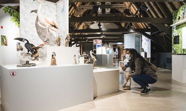 Luxembourg's National Museum of Natural History is one of forty museums that opens its doors for free this weekend for LuMuDays