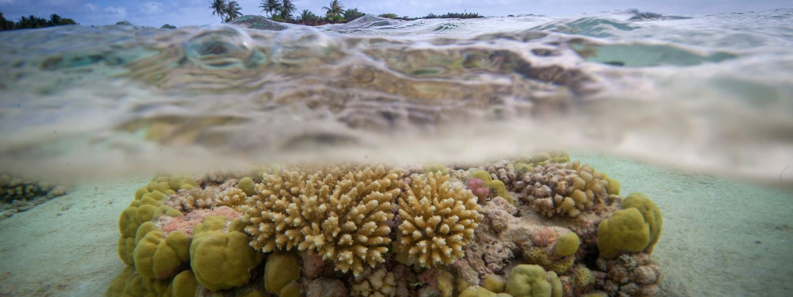  Die Korallenriffe vor dem Toau Atoll in Französisch-Polynesien sind wie viele Ökosysteme unter Wasser durch die Verschmutzung und Erwärmung der Meere gefährdet.