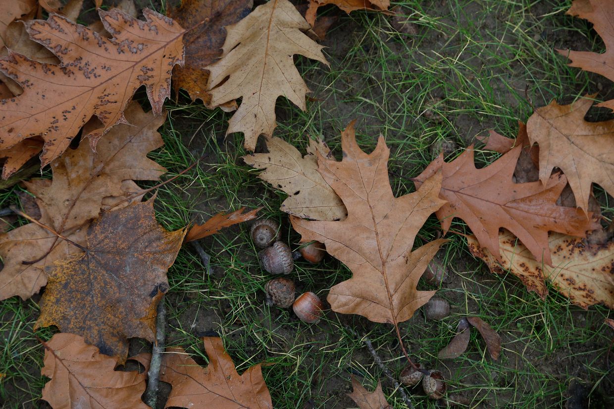 Illustration, Pfaffenthal, Pafendall, Herbst, Herbstlandschaft, Foto: Luxemburger Wort/Anouk Antony
