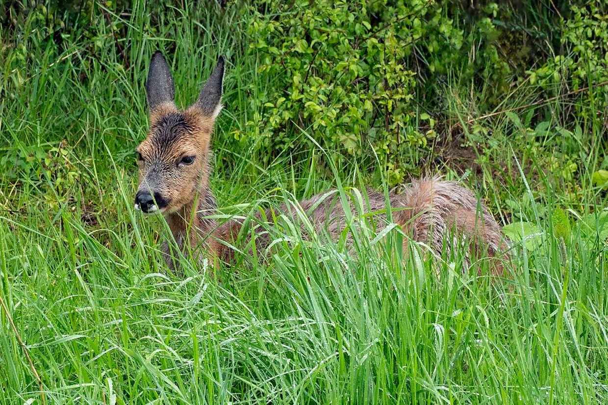 Biche - Sanem -  - 09/05/2019 - photo: claude piscitelli
