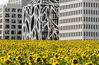 Kultur, Sommerseiten, 11H, gestellt, Unterschied wie Tag und Nacht, Cloche D'Or mit Natur verbunden, Sonnenblumenfeld auf Cloche D'Or Foto: Anouk Antony/Luxemburger Wort