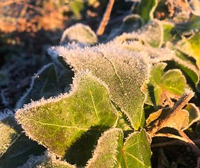 Gefrorener Efeu in der Morgensonne