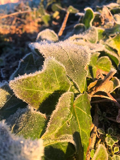 mywort - Gefrorener Efeu in der Morgensonne