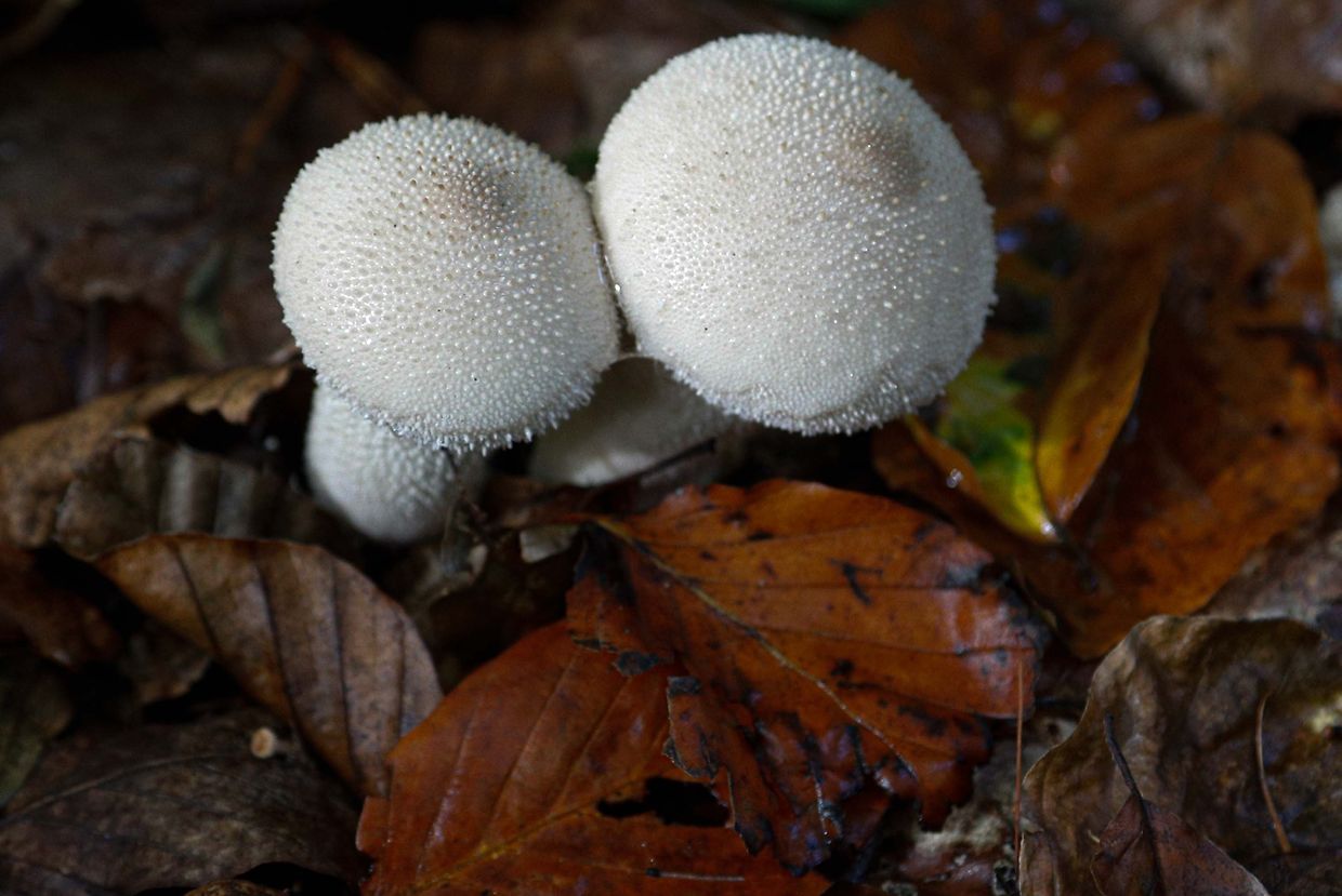 Illustration, Natur, Pilze,  Foto: Luxemburger Wort/Anouk Antony