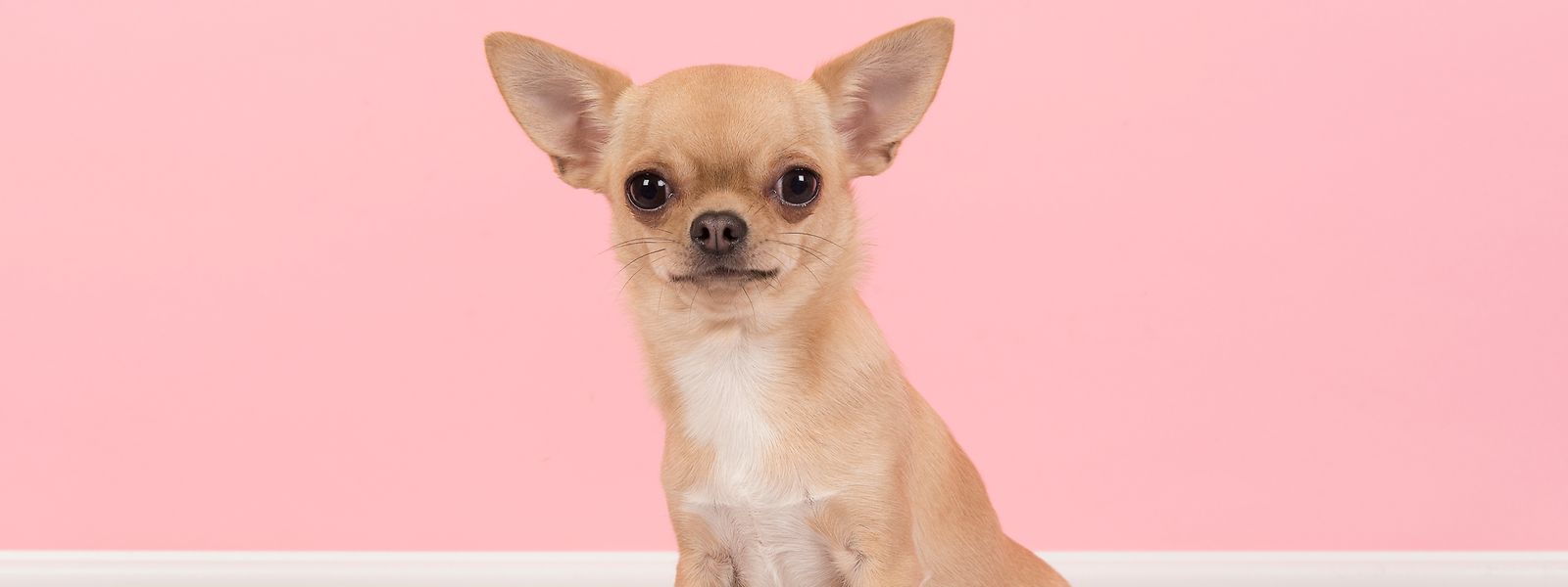 Der Chihuahua litt unter starken Zahnschmerzen, Grünem Star und hatte Nierenprobleme. 