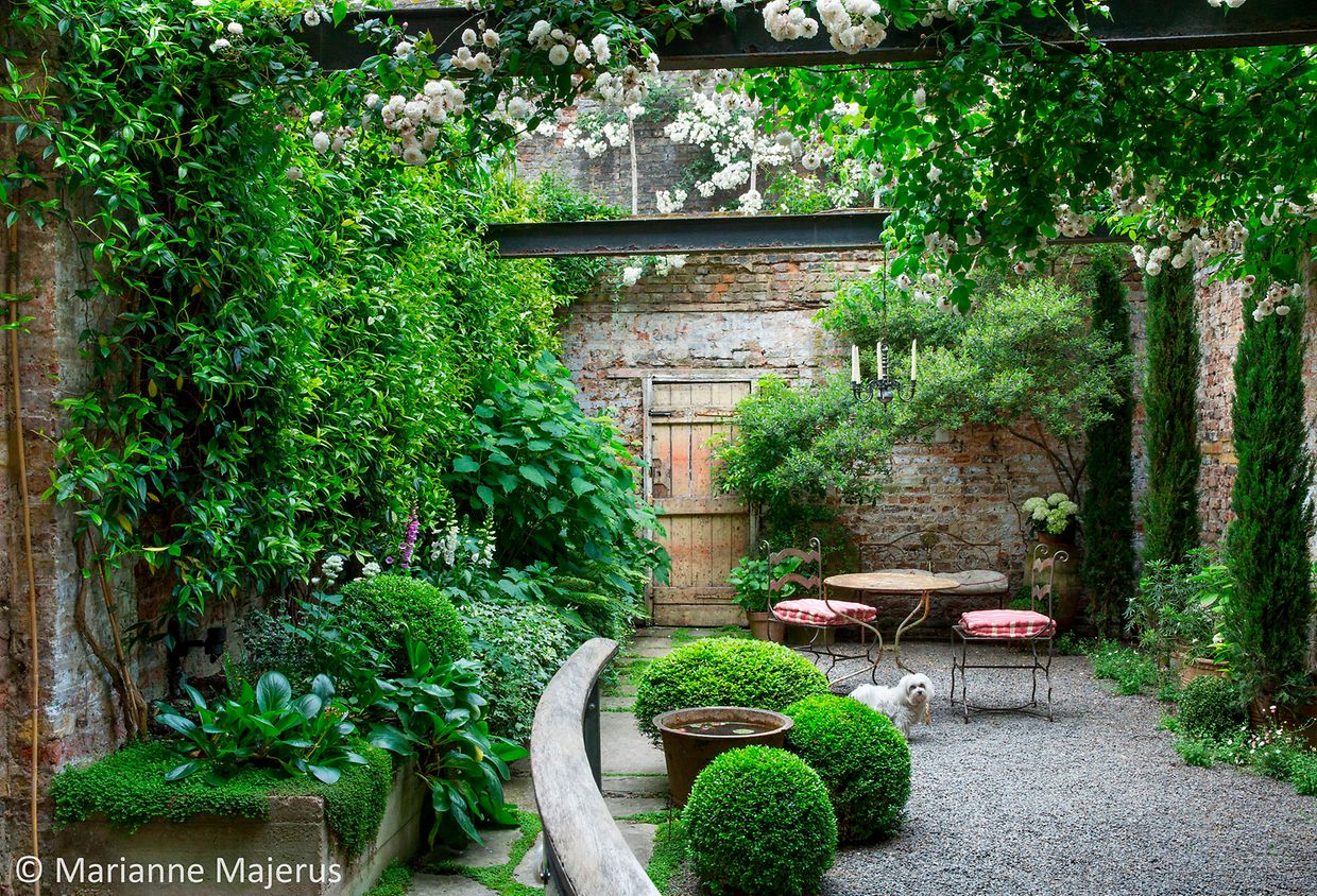 Shady courtyard garden, clipped box balls around bird bath, table and chairs on gravel terrace, wooden gate, dog