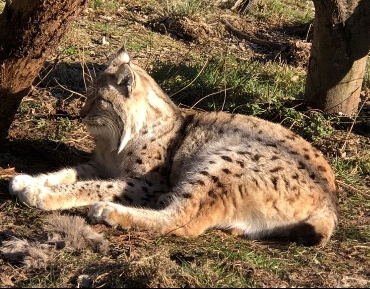 Lynx, wolves and deer can be spotted in large and natural enclosures 