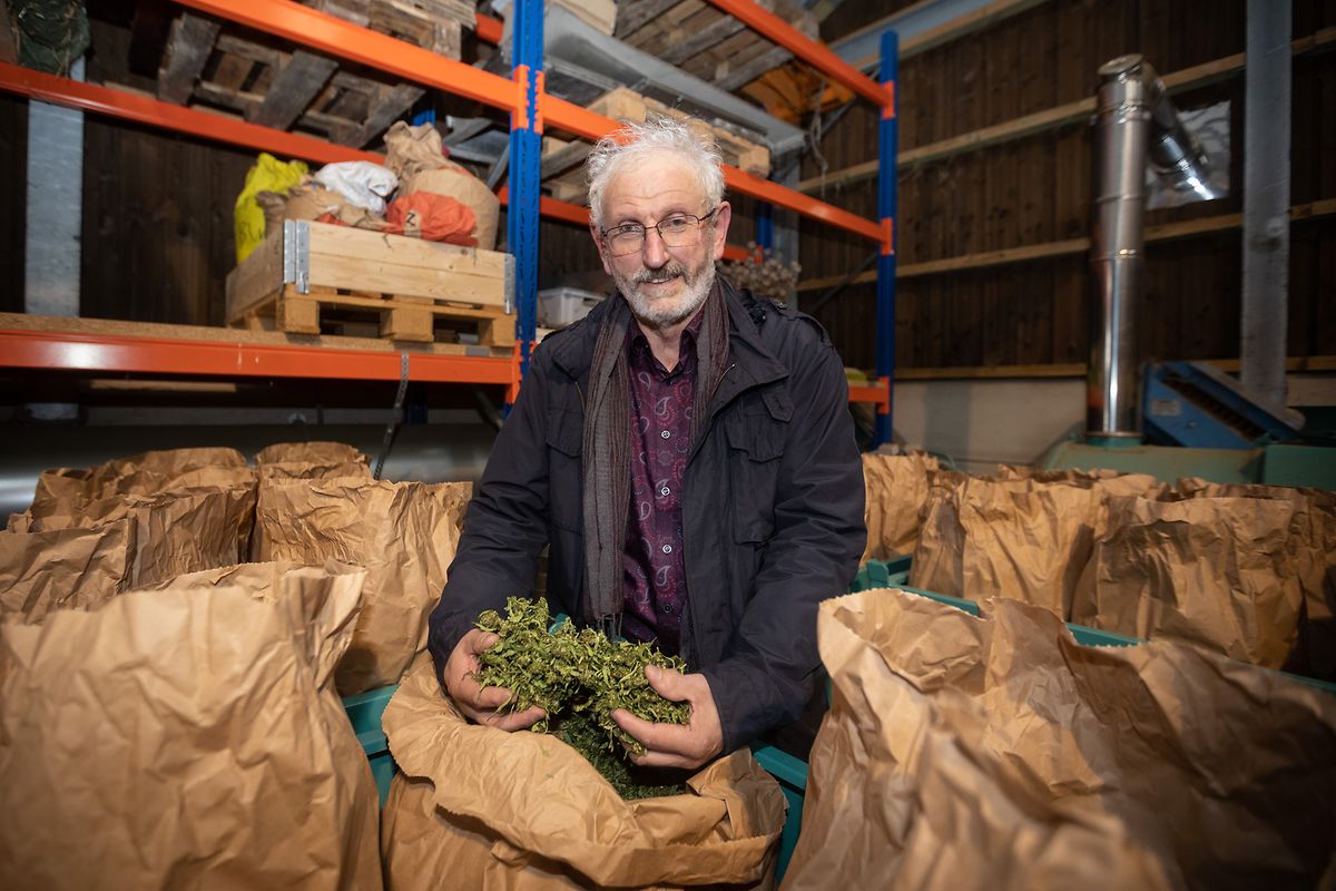 Norbert Eilenbecker hat 1995 als erster Landwirt in Luxemburg damit begonnen, Hanfpflanzen anzubauen. 