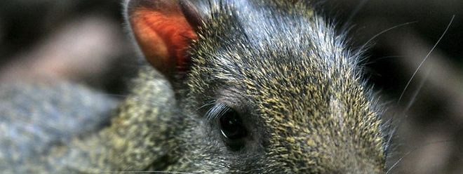 Diebische Nagetiere Lassen Palmen Uberleben