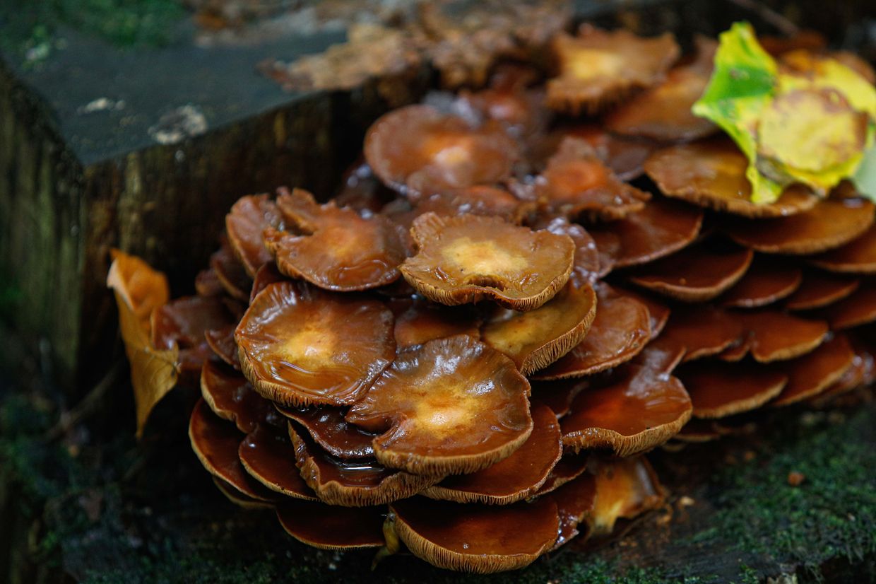 Illustration, Natur, Pilze,  Foto: Luxemburger Wort/Anouk Antony