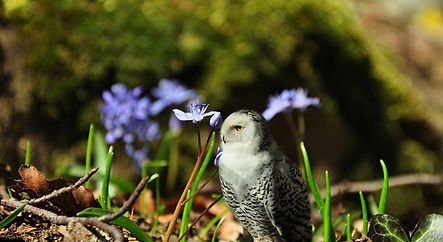 Hedwig
