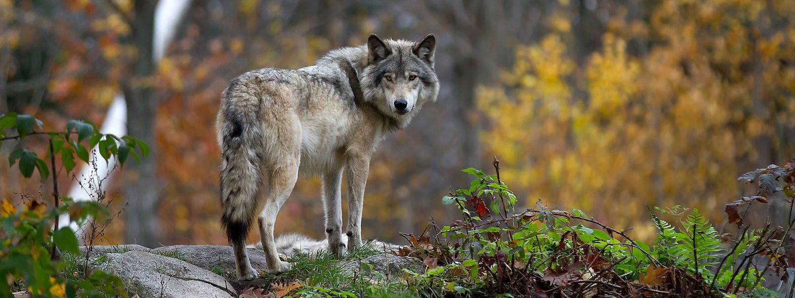 Le loup a déjà été aperçu à plusieurs reprises sur le territoire luxembourgeois. 