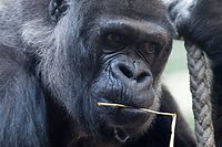 Gorilladame Goma an ihrem 55. Geburtstag.