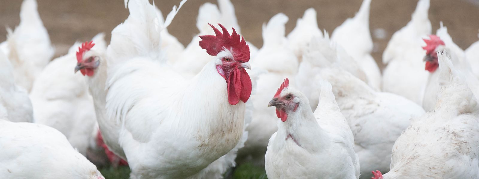 Am Freitagmorgen kam es zum einem Vogelgrippe-Fall vom Typ Typ H5N1.