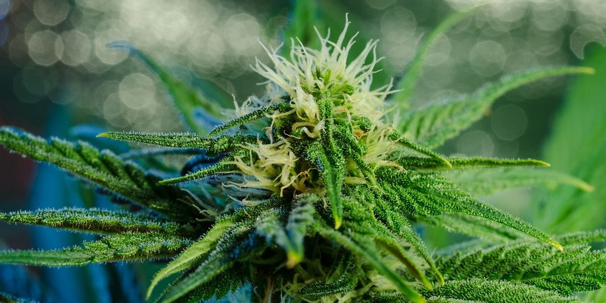 Cannabis ist die meist konsumierte illegale Droge in Europa. 