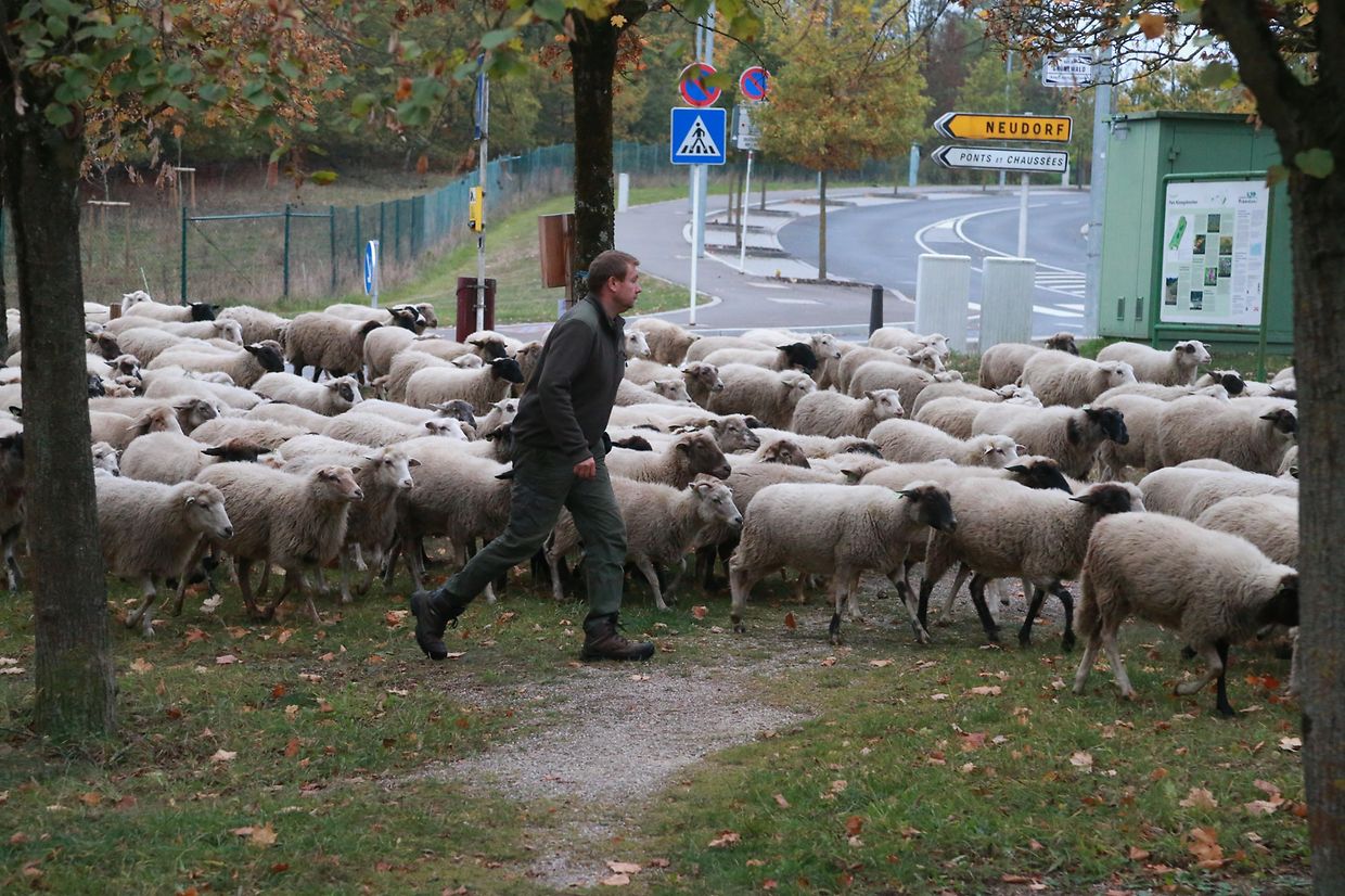28.10.2018 Luxembourg, Kirchberg, parc Klosgrënnchen, Schaf, Herde, Wanderbeweidung mit Schafen photo Anouk Antony