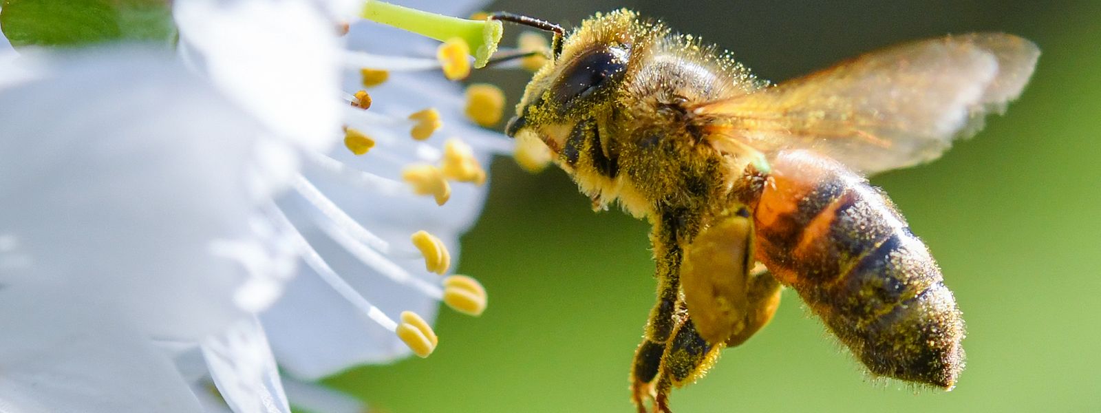 85% des plantes à fleurs sont pollinisées par les abeilles, les papillons et les scarabées