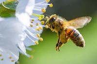 Zu den eifrigen Bestäubern gehören neben den Bienen auch Fligen, Schmetterlinge und Käfer.  