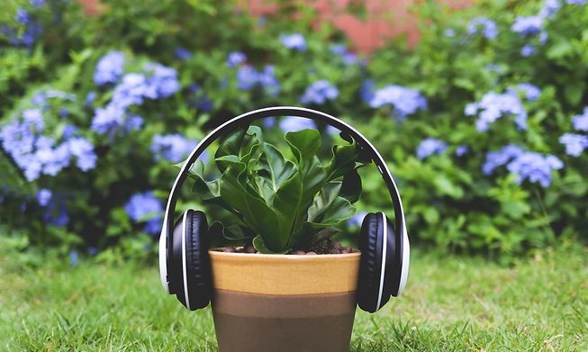 How to make your houseplants thrive or ways to support nature in the garden are just two podcasts worth a listen