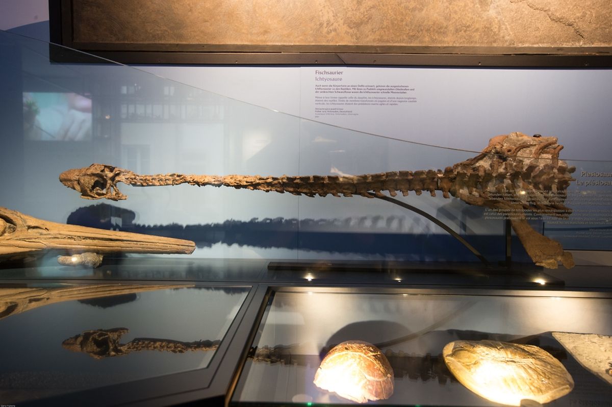 Le plésiosaure n'était pas très grand: il mesure à peine 2,50 mètres. 