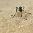 (FILES) This file photo taken on January 25, 2016 shows an Aedes Aegypti mosquito photographed on human skin in a laboratory of the International Training and Medical Research Training Center (CIDEIM) in Cali, Colombia.  
The mosquito-borne Zika virus behind last year's outbreak in Rio de Janeiro closely resembles another strain from Asia and may have been introduced by Pacific Island athletes, researchers said April 12, 2016. Their report in the journal PLOS Neglected Tropical Diseases offers the first detailed analysis of the outbreak in a Latin American city, and gives further weight to the hypothesis that Zika may have been brought to Brazil by foreign visitors who came to compete in a canoe championship in late 2014.
 / AFP PHOTO / LUIS ROBAYO