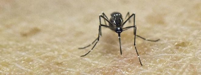 Das Zika-Virus wird von Stechmücken übertragen 