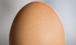 Wirtschaft , Jos Houtmann bio-ovo, Bio Eier - Foto: Pierre Matgé/Luxemburger Wort