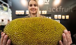 13.02.2019, Bayern, Nürnberg: Eine Jackfrucht, eine Frucht, deren Fleisch u.a. als Fleischersatz verwendet wird, ist während der Öko-Fachmesse Biofach am Stand des deutschen Unternehmens Lotao ausgestellt. Auf der Biofach, die im Verbund mit der Naturkosmetikmesse Vivaness ausgerichtet wird, wollen bis 16. Februar rund 2950 Hersteller ihre Neuheiten vorstellen. Erwartet werden rund 50 000 Vertreter der Branche. Foto: Daniel Karmann/dpa +++ dpa-Bildfunk +++