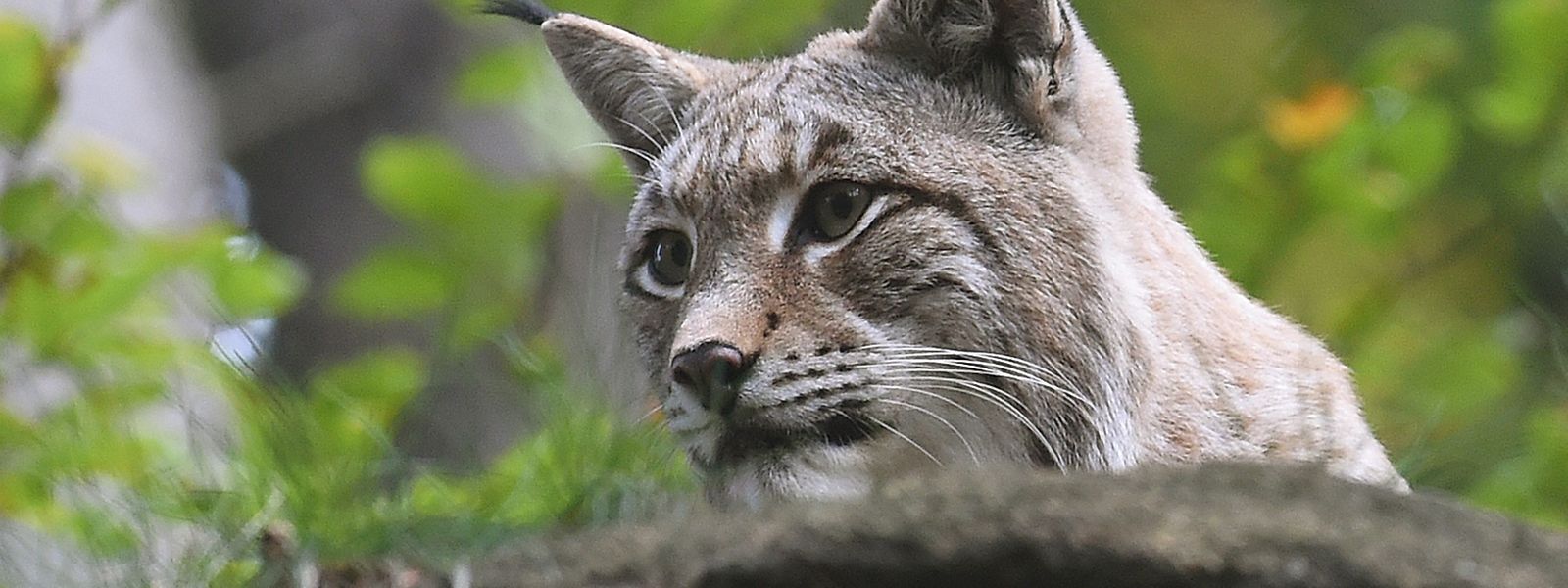 Rheinland Pfalz Luchs Aus Wiederansiedlungsprojekt Verendet