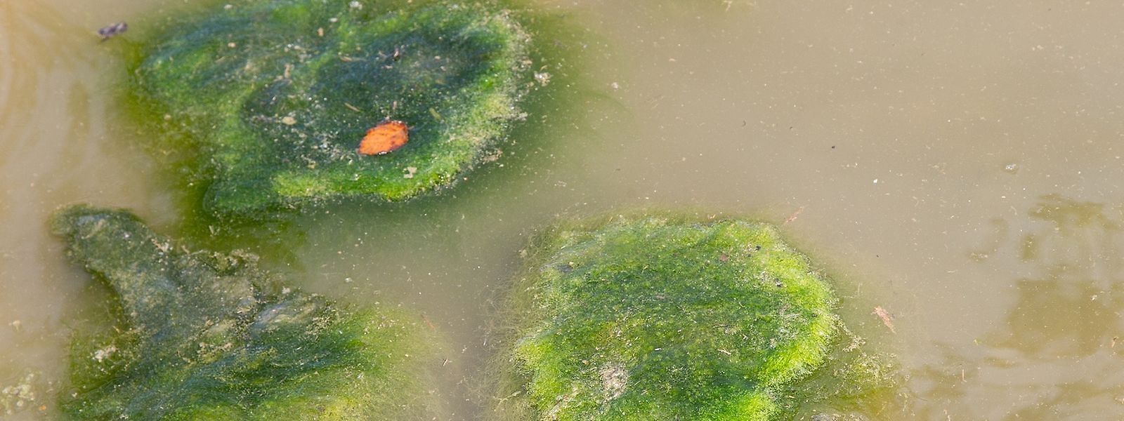Bei exzessiver Entwicklung bilden die Cyanobakterien blaugrüne Algenteppiche.