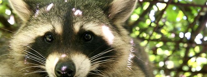 Haus Verwustet Vermeintlicher Einbrecher Entpuppt Sich Als Waschbar