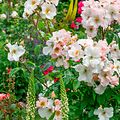 Rosa 'Sally Holmes' (Robert A.Holmes 1976), Verbascum chaixii 'Album'
