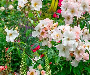 Rosa 'Sally Holmes' (Robert A.Holmes 1976), Verbascum chaixii 'Album'