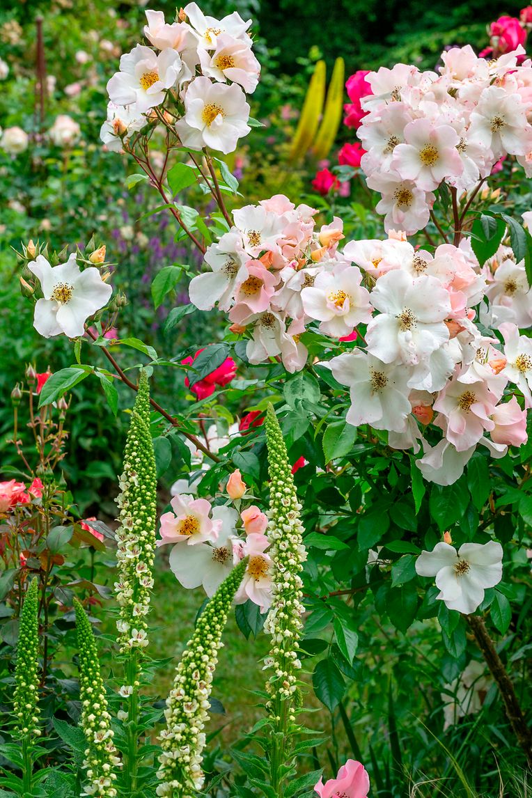 Rosa 'Sally Holmes' (Robert A.Holmes 1976), Verbascum chaixii 'Album'