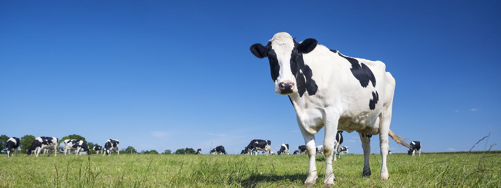 Die Milchwirtschaft ist das wichtigste Standbein der luxemburgischen Landwirtschaft. 