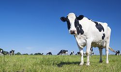 Die Milchwirtschaft ist das wichtigste Standbein der luxemburgischen Landwirtschaft. 