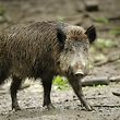 Kein Schwein gehabt: die afrikanische Schweinepest grassiert unter den Borstentieren. 