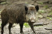 Kein Schwein gehabt: die afrikanische Schweinepest grassiert unter den Borstentieren. 