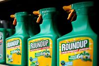 Le glyphosate est le principal pesticide contenu dans le Roundup.
