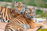 19.08.2020, Rheinland-Pfalz, Maßweiler: Sahib (l), ein 14 Jahre alter Sibirischer Tiger, und das 13-jährige Tigerweibchen Jill liegen in einem Gehege einer Großkatzenstation der Tierschutzorganisation «Vier Pfoten» auf dem Dach eines Unterschlupfs. Die beiden ehemaligen Zirkustiger wurden bei der Wildtierauffangstation abgegeben. (zu dpa «Raubtiere in Rente: Zirkus-Tiger finden Aufnahme in der Südwestpfalz») Foto: Uwe Anspach/dpa +++ dpa-Bildfunk +++