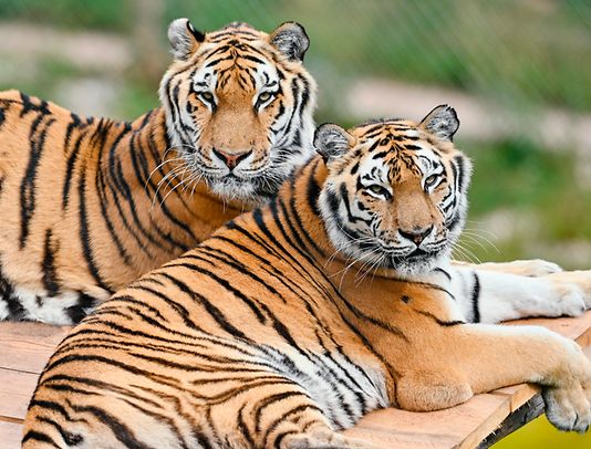 Siberian tigers are a big attraction at many of Germany's zoos and animal parks