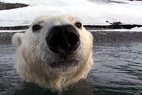 Starkes Symbol im Kampf gegen den Klimawandel: der Eisbär.