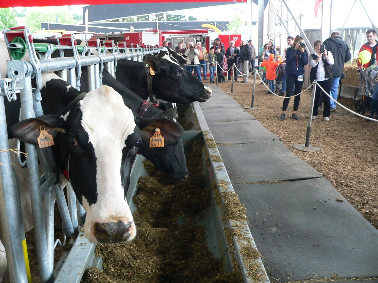 Die "Foire agricole" wusste den Regen am Samstag bereits mit einem abwechslungsreichen Show-Programm zur Nebensache werden zu lassen.