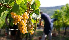 Auxerrois-Trauben erkennt man an ihren charakteristischen Blättern sowie an ihren goldgelben Beeren mit den Sommersprossen ähnelnden Flecken. 