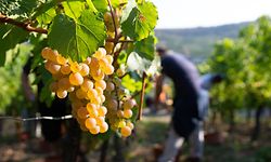 Auxerrois-Trauben erkennt man an ihren charakteristischen Blättern sowie an ihren goldgelben Beeren mit den Sommersprossen ähnelnden Flecken. 