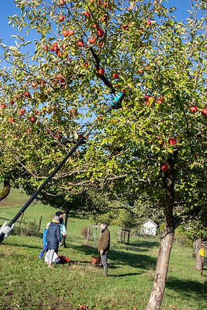 Osten , Bech , Naturpark Mellerdall , Dag vum Bongert , Apfelplückaktion, Foto:Guy Jallay/Luxemburger Wort