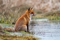 Er bleibt ein Streitobjekt zwischen Jagdlobby und Tierschützern: der Fuchs. 