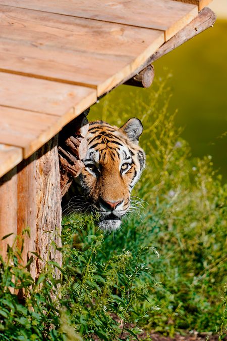 Sahib, ein 14 Jahre alter Sibirischer Tiger, beim Herumstreifen in seinem neuen Zuhause.