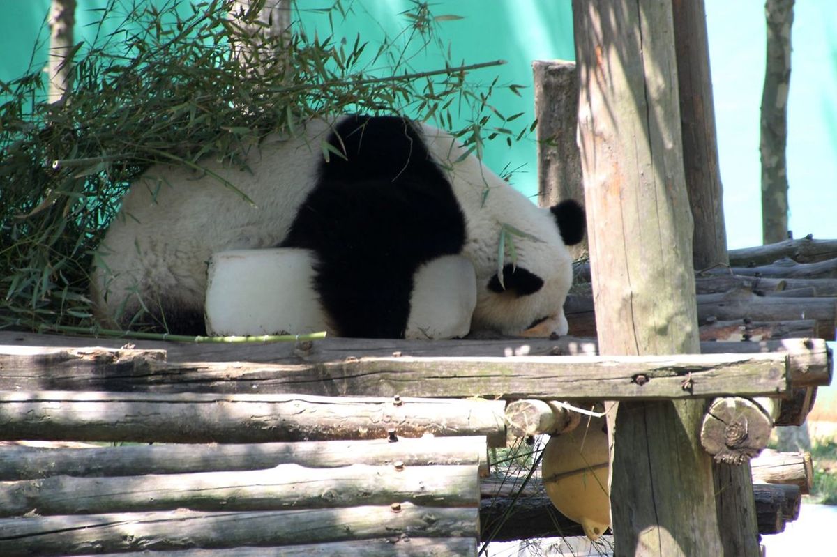 Ob es in Berlin auch so heiß sein wird. Hier kühlt sich der chinesische Panda bei 35 Grad mit einem riesigen Eisblock ab.